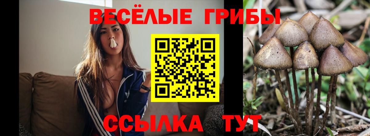 Псилоцибиновые грибы Psilocybine cubensis Красноуфимск
